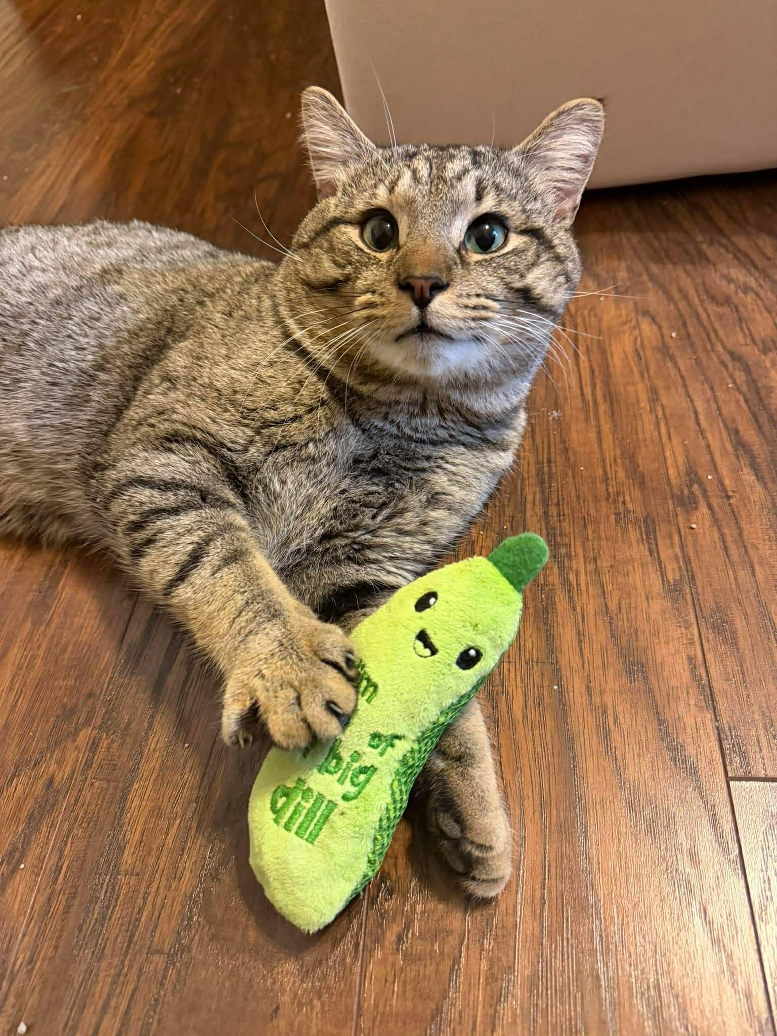 Pickle O'Malley , a ADOPTABLE Domestic Short Hair in Morgantown, WV image 1/6