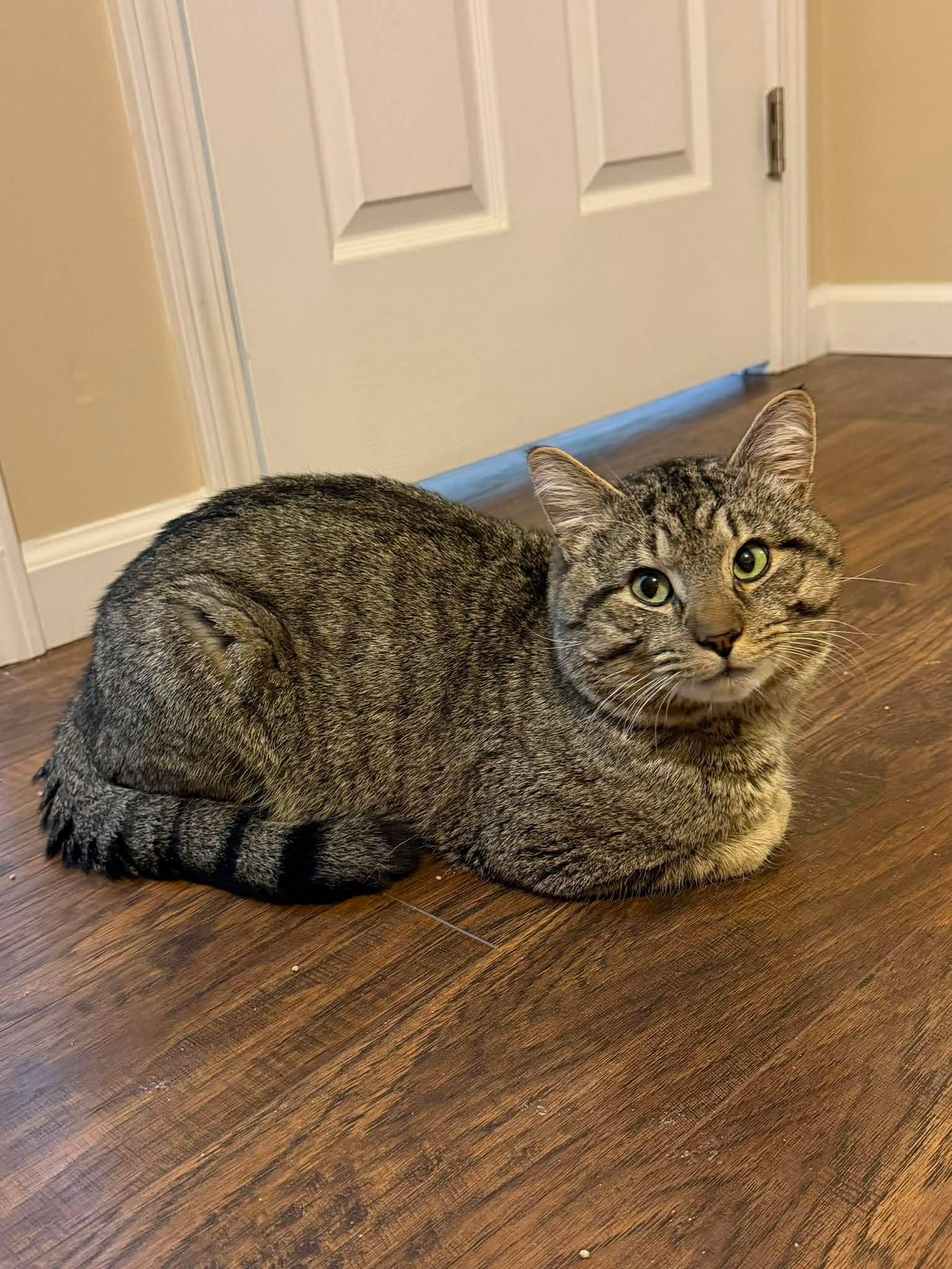 Pickle O'Malley , a ADOPTABLE Domestic Short Hair in Morgantown, WV image 3/6