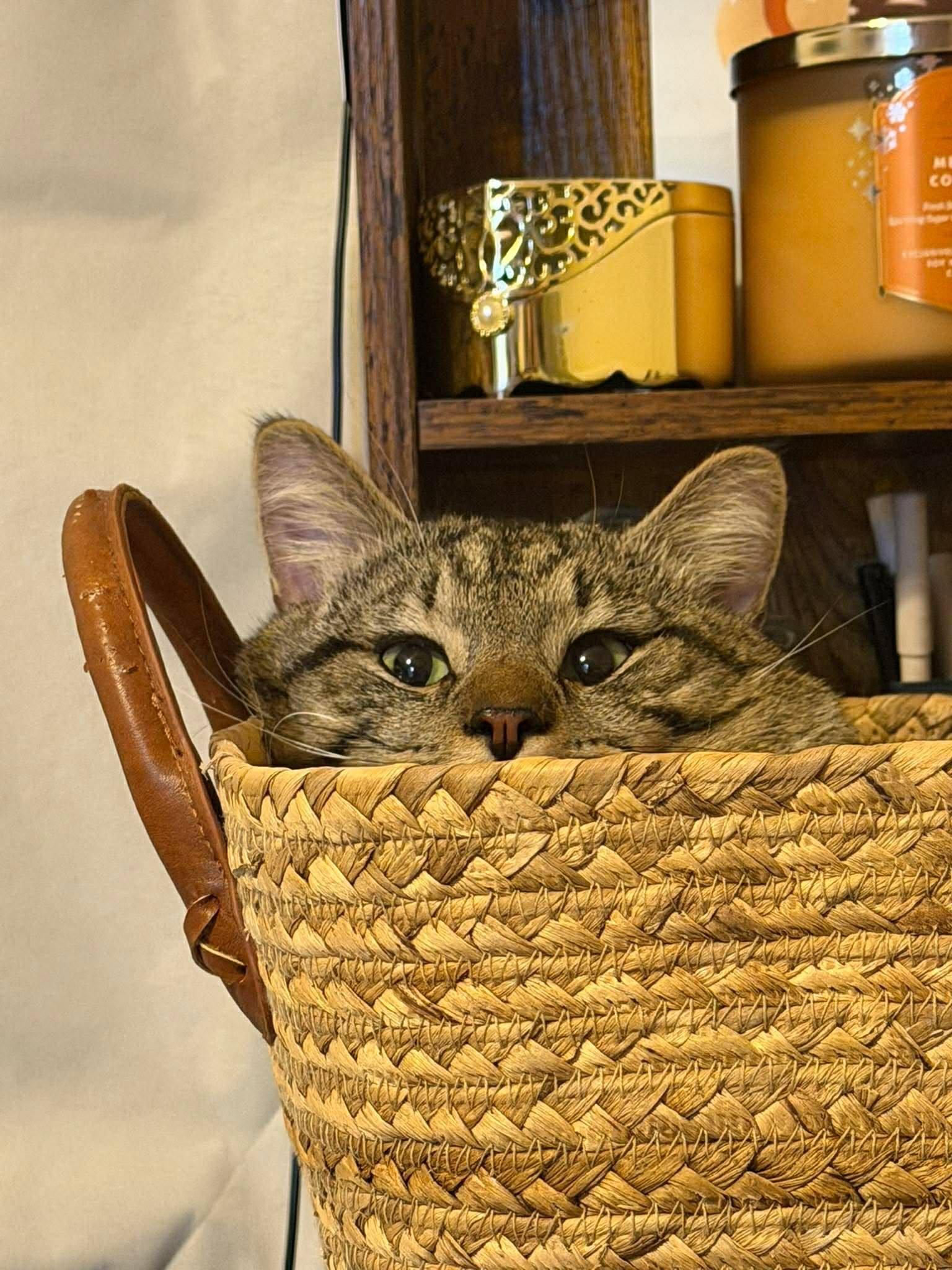 Pickle O'Malley , a ADOPTABLE Domestic Short Hair in Morgantown, WV image 4/6