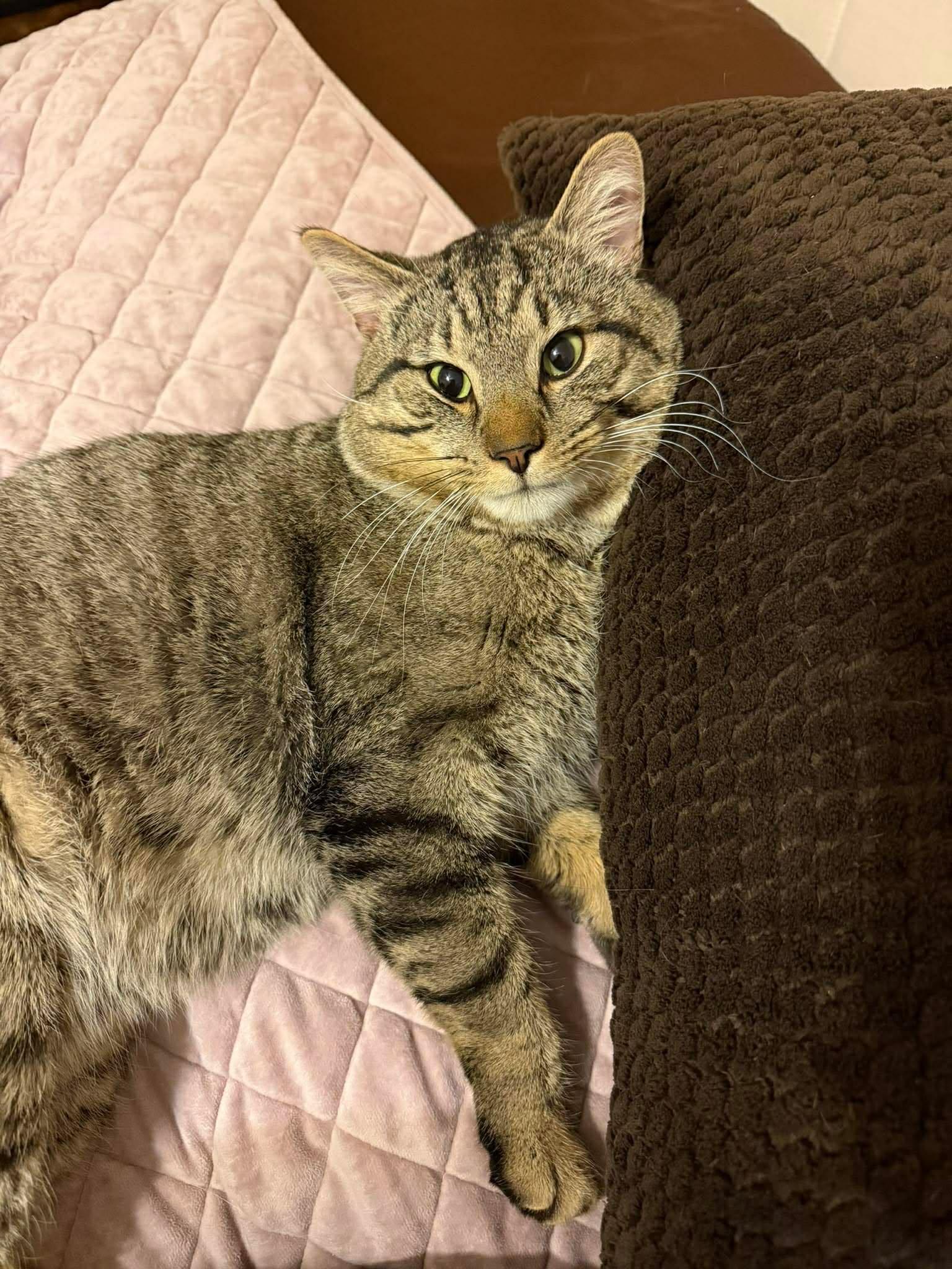 Pickle O'Malley , a ADOPTABLE Domestic Short Hair in Morgantown, WV image 2/6