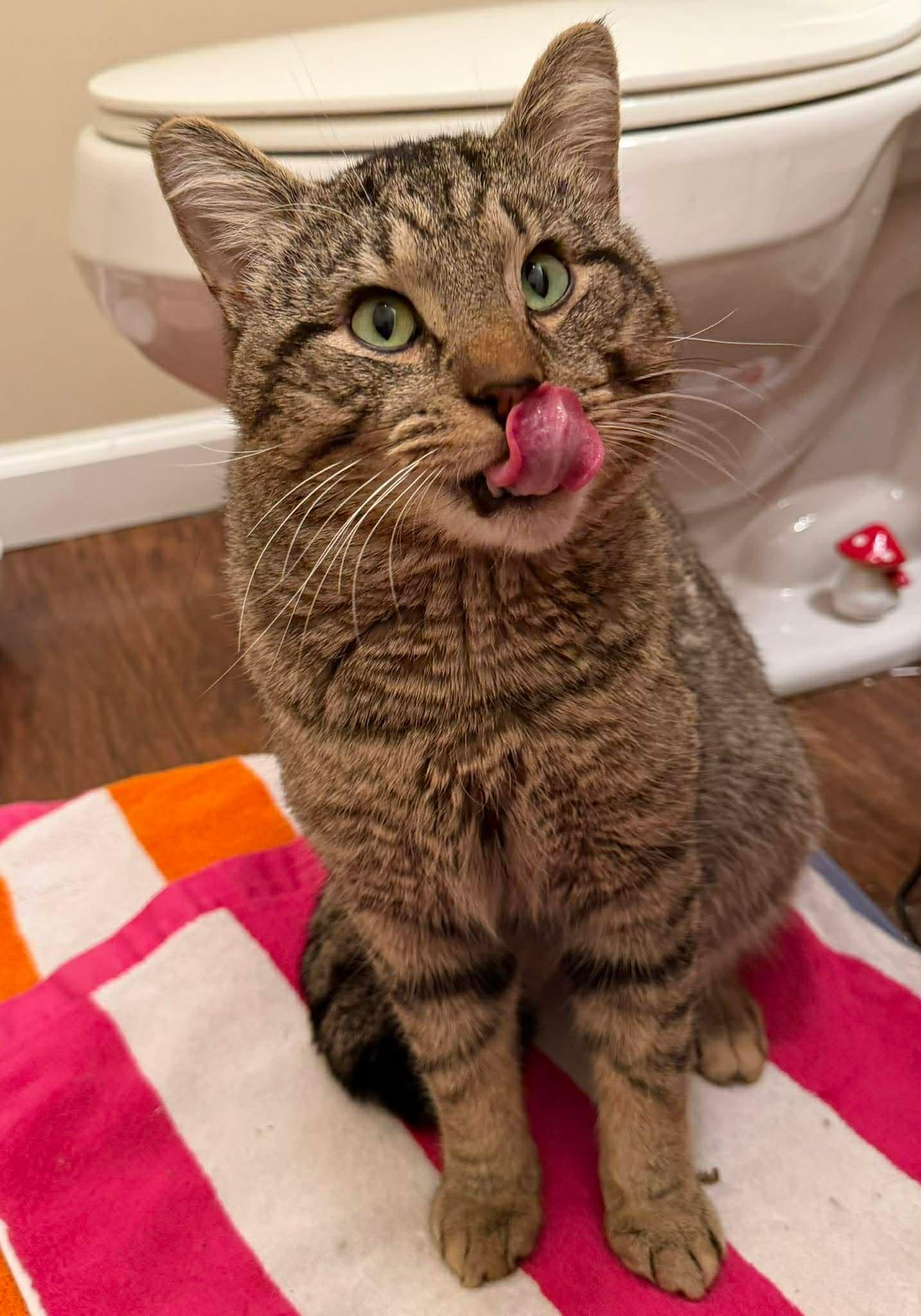 Pickle O'Malley , a ADOPTABLE Domestic Short Hair in Morgantown, WV image 5/6