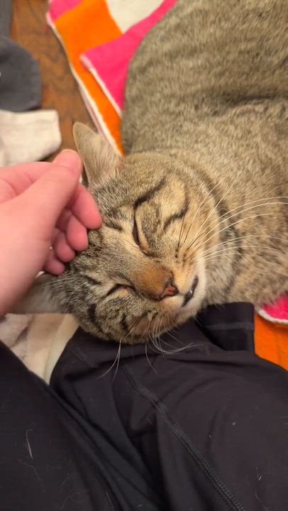 Enlarge Pickle O'Malley , a ADOPTABLE Domestic Short Hair in Morgantown, WV video 6/6