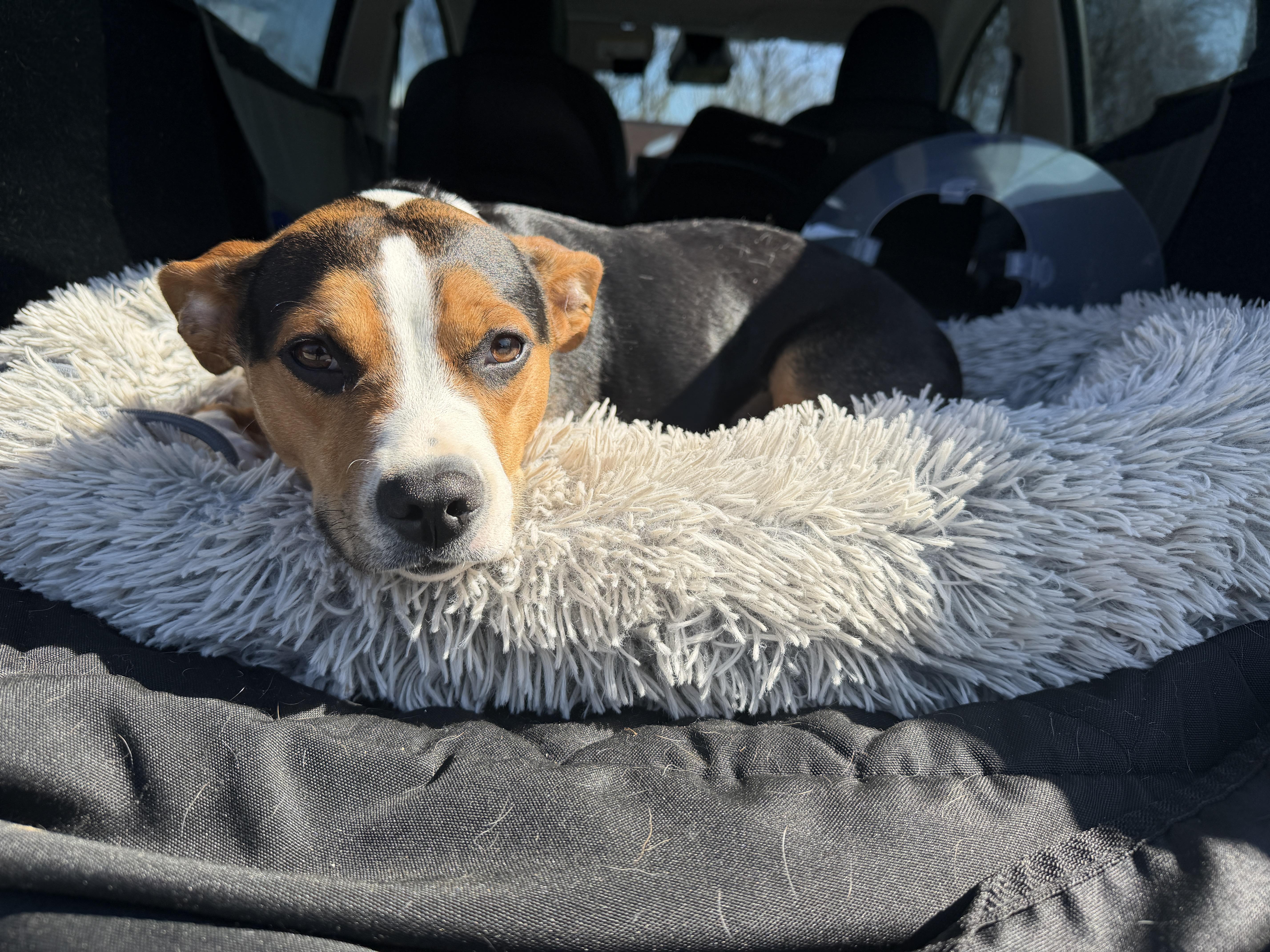 Enlarge Phoebe, a ADOPTABLE mixed breed in Columbia, MD image 6/6