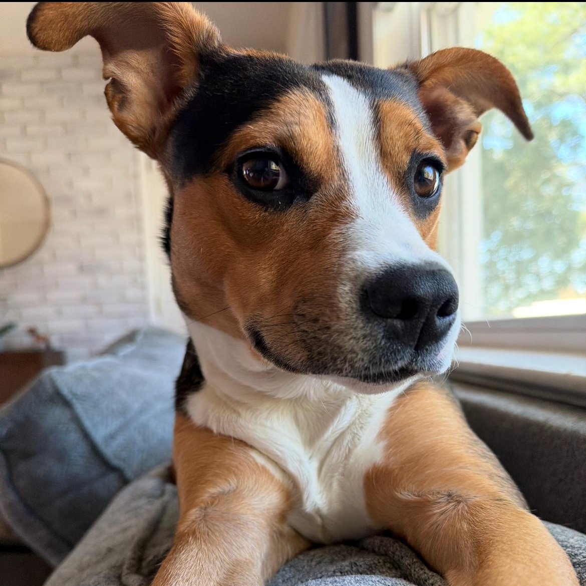 Enlarge Phoebe, a ADOPTABLE mixed breed in Columbia, MD image 2/6