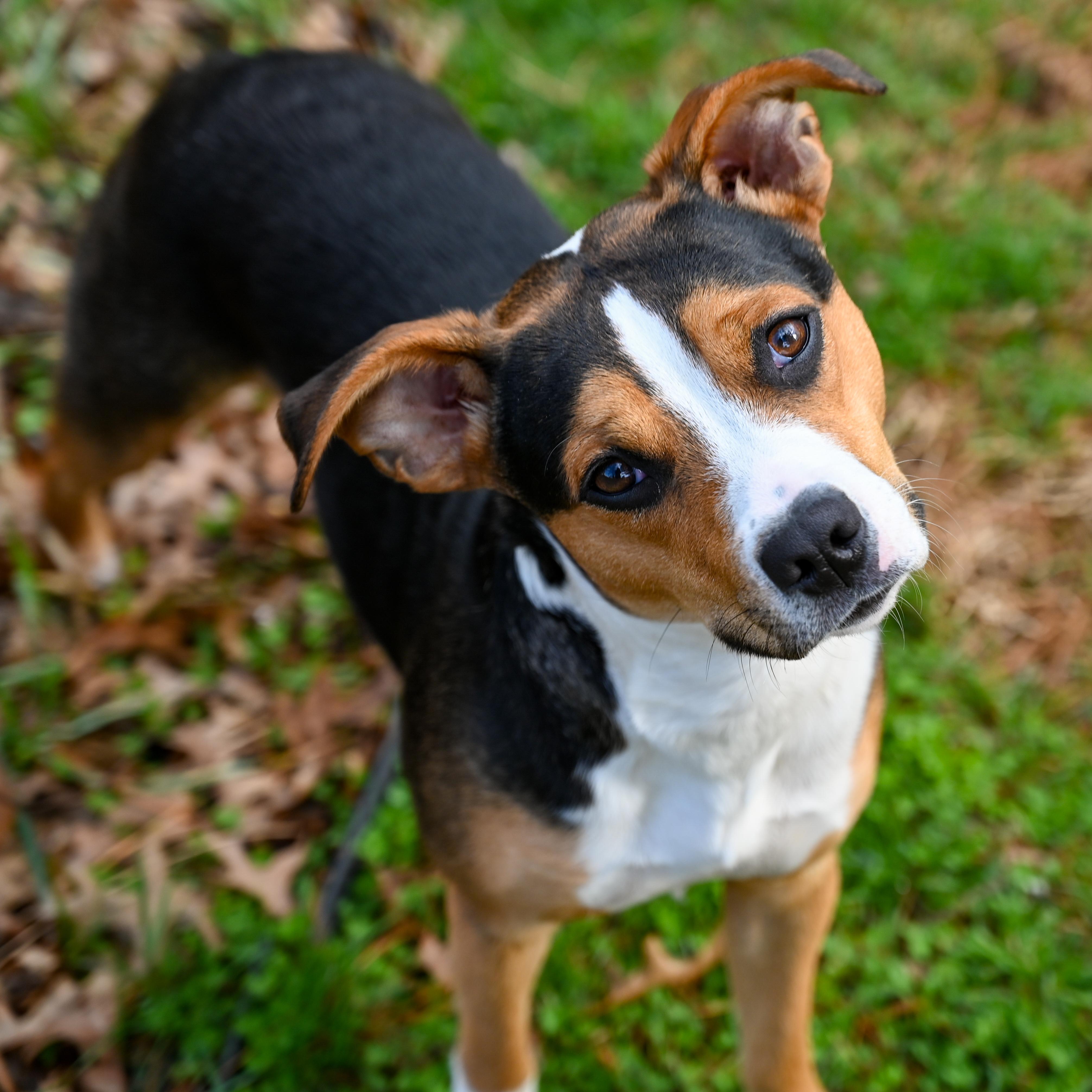 Enlarge Phoebe, a ADOPTABLE mixed breed in Columbia, MD image 1/6
