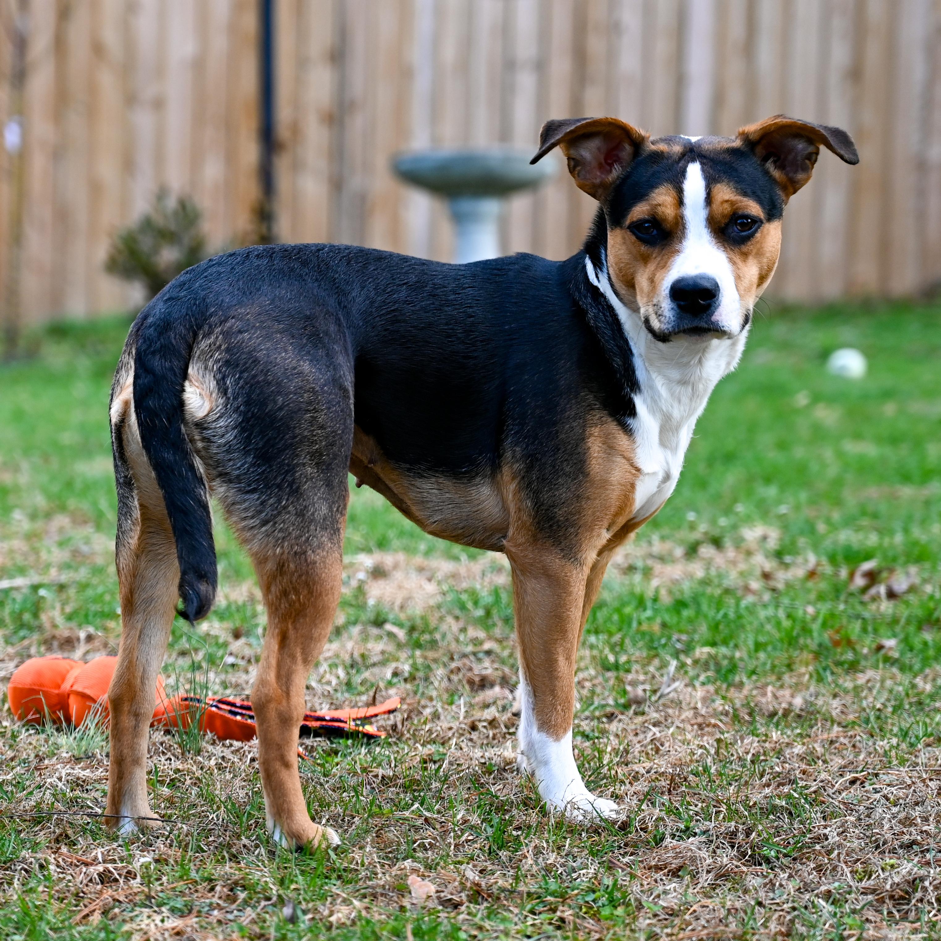 Enlarge Phoebe, a ADOPTABLE mixed breed in Columbia, MD image 4/6