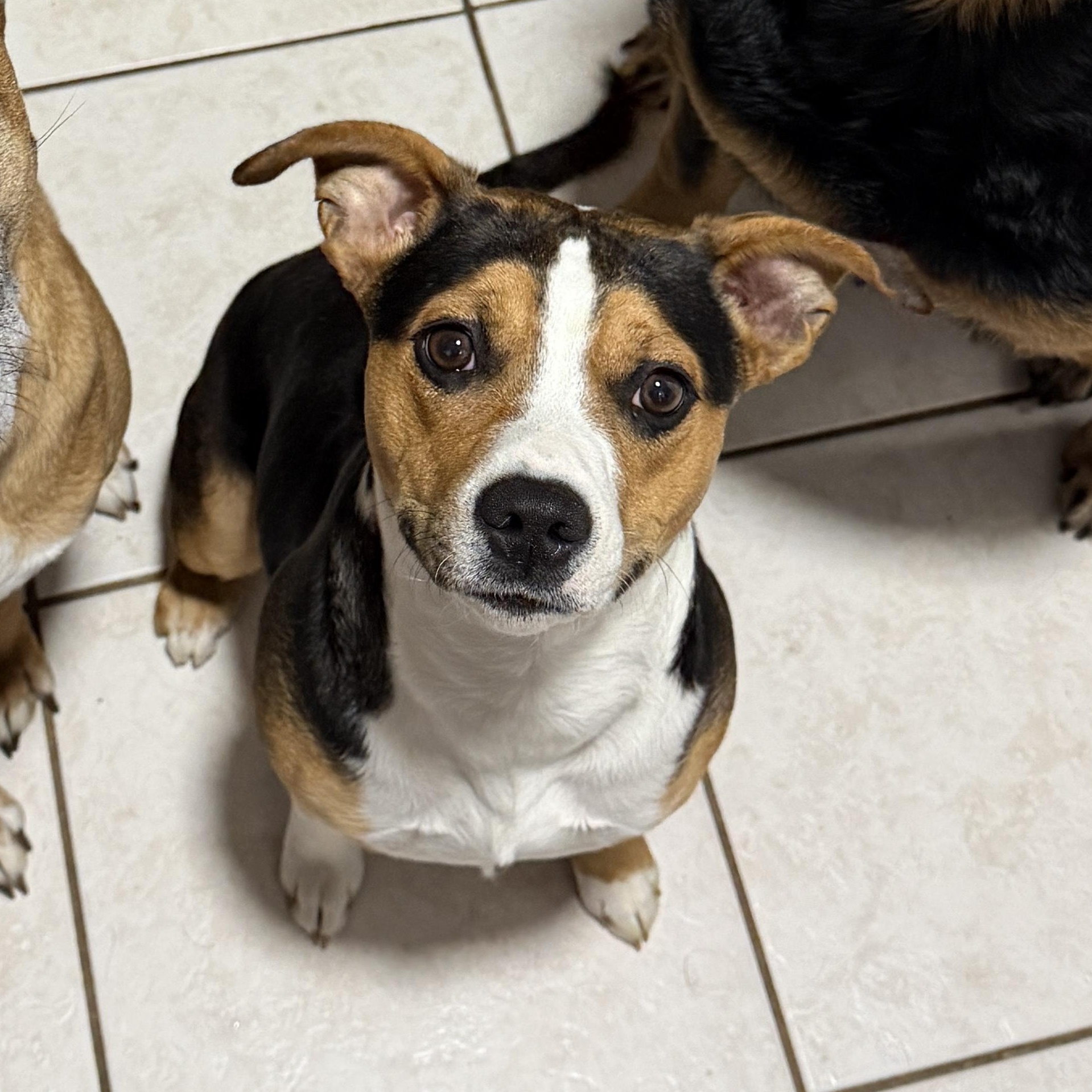 Enlarge Phoebe, a ADOPTABLE mixed breed in Columbia, MD image 5/6