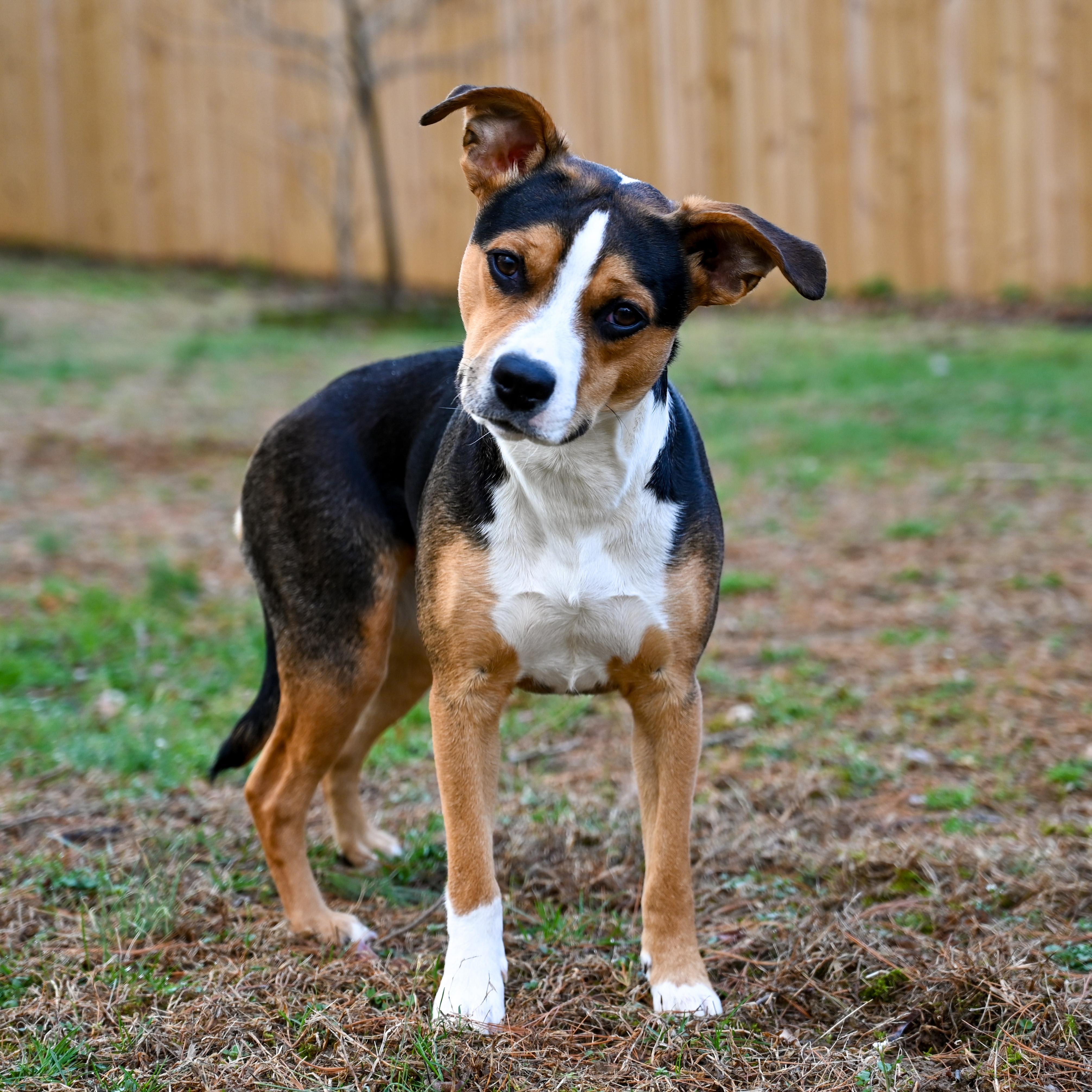 Enlarge Phoebe, a ADOPTABLE mixed breed in Columbia, MD image 3/6