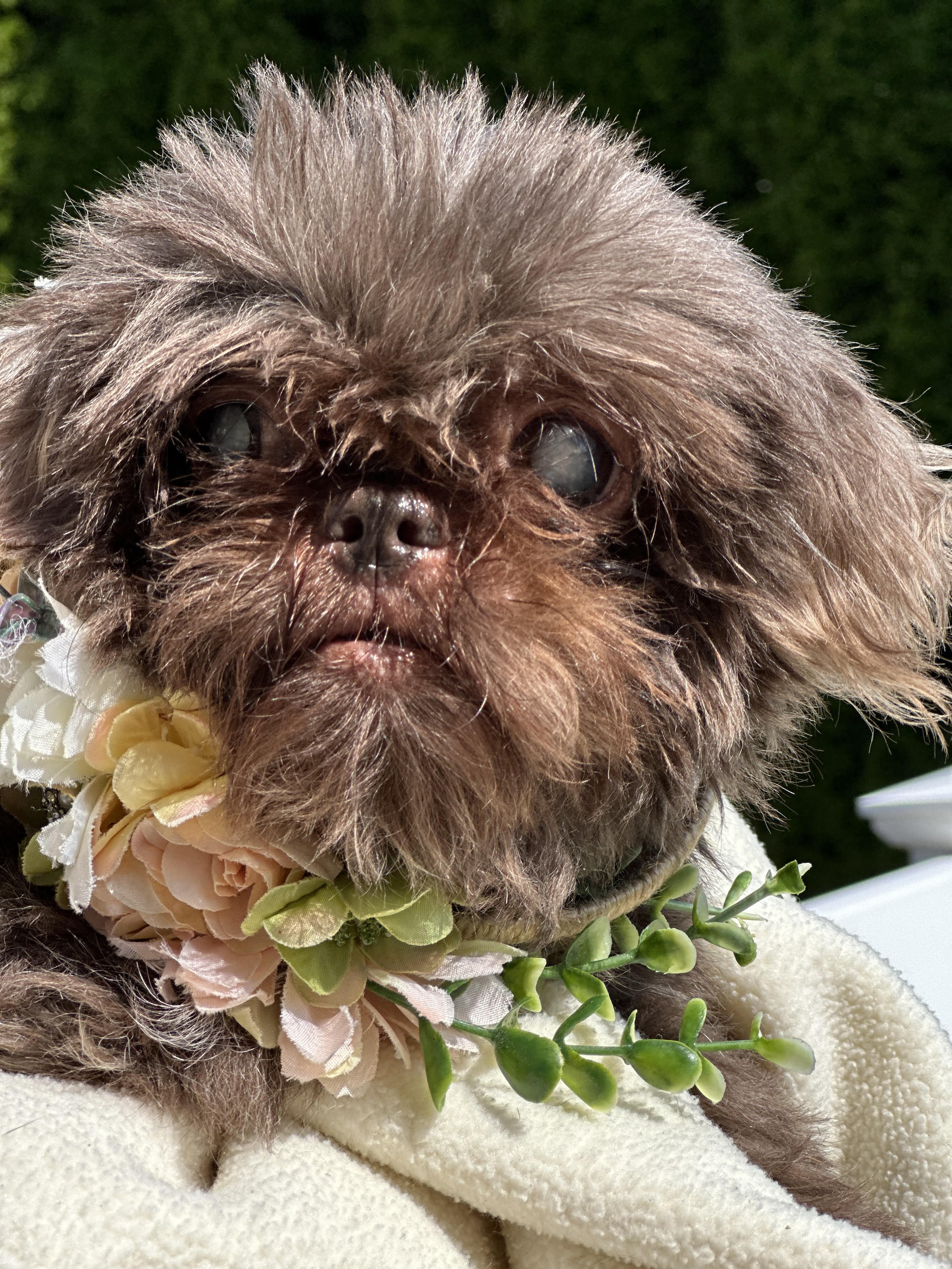 Dog for adoption Luna, a Shih Tzu in Staten Island, NY Petfinder