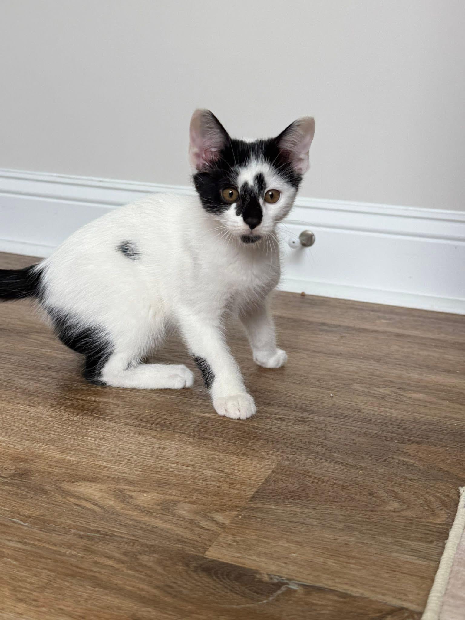 Anthony, ADOPTABLE, Kitten Male Domestic Short Hair.