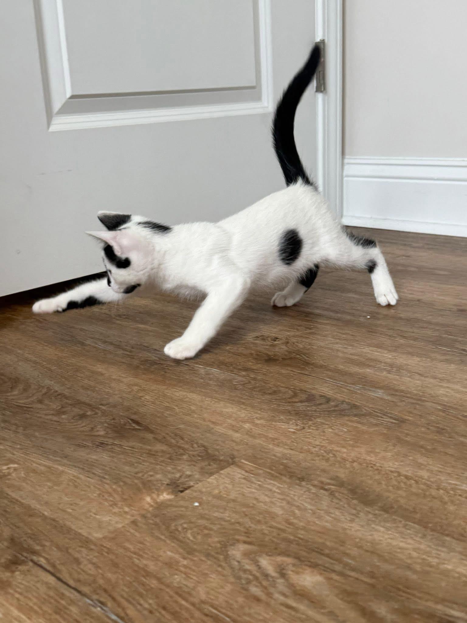 Enlarge Anthony, a ADOPTABLE Domestic Short Hair in Aberdeen, NC image 2/2
