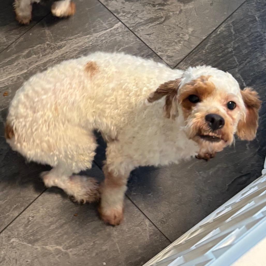 Spongebob, Adoptable, Adult Male Poodle & Poodle.