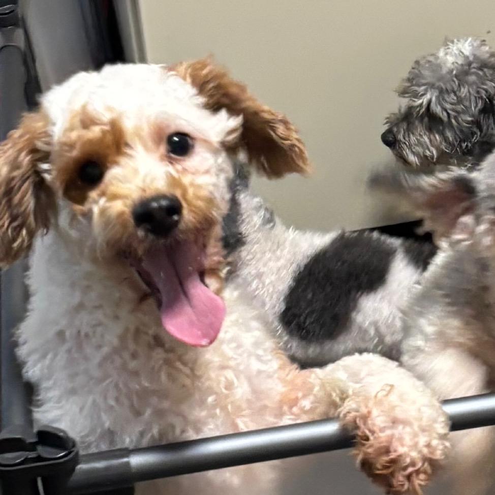 Spongebob, Adoptable, Adult Male Poodle & Poodle.