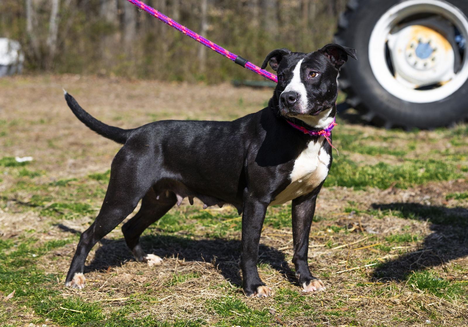 Dahlia, Adoptable, Adult Female Pit Bull Terrier & Labrador Retriever.