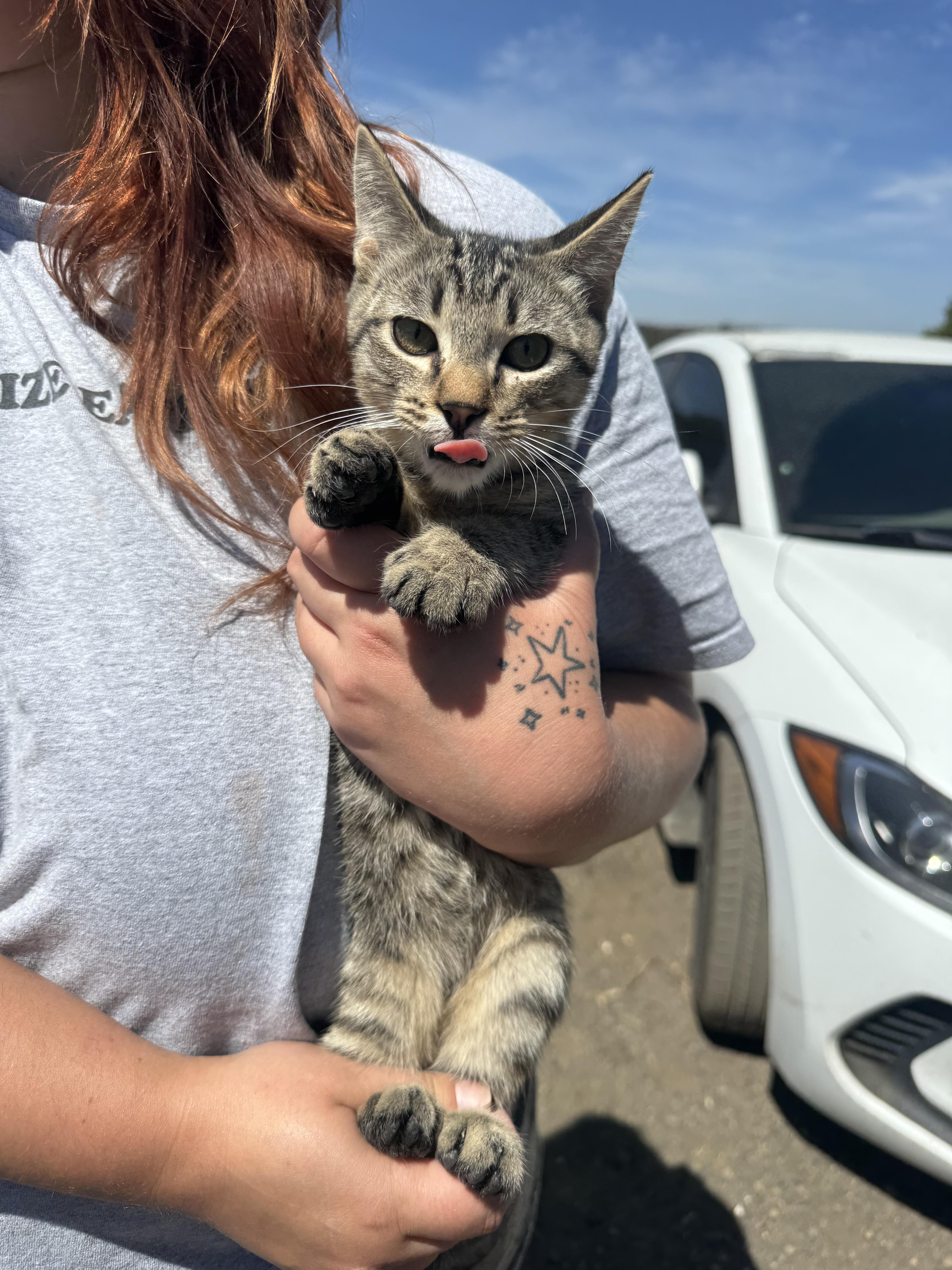 Enlarge Hunter, a ADOPTABLE Domestic Short Hair in San Andreas, CA image 1/1