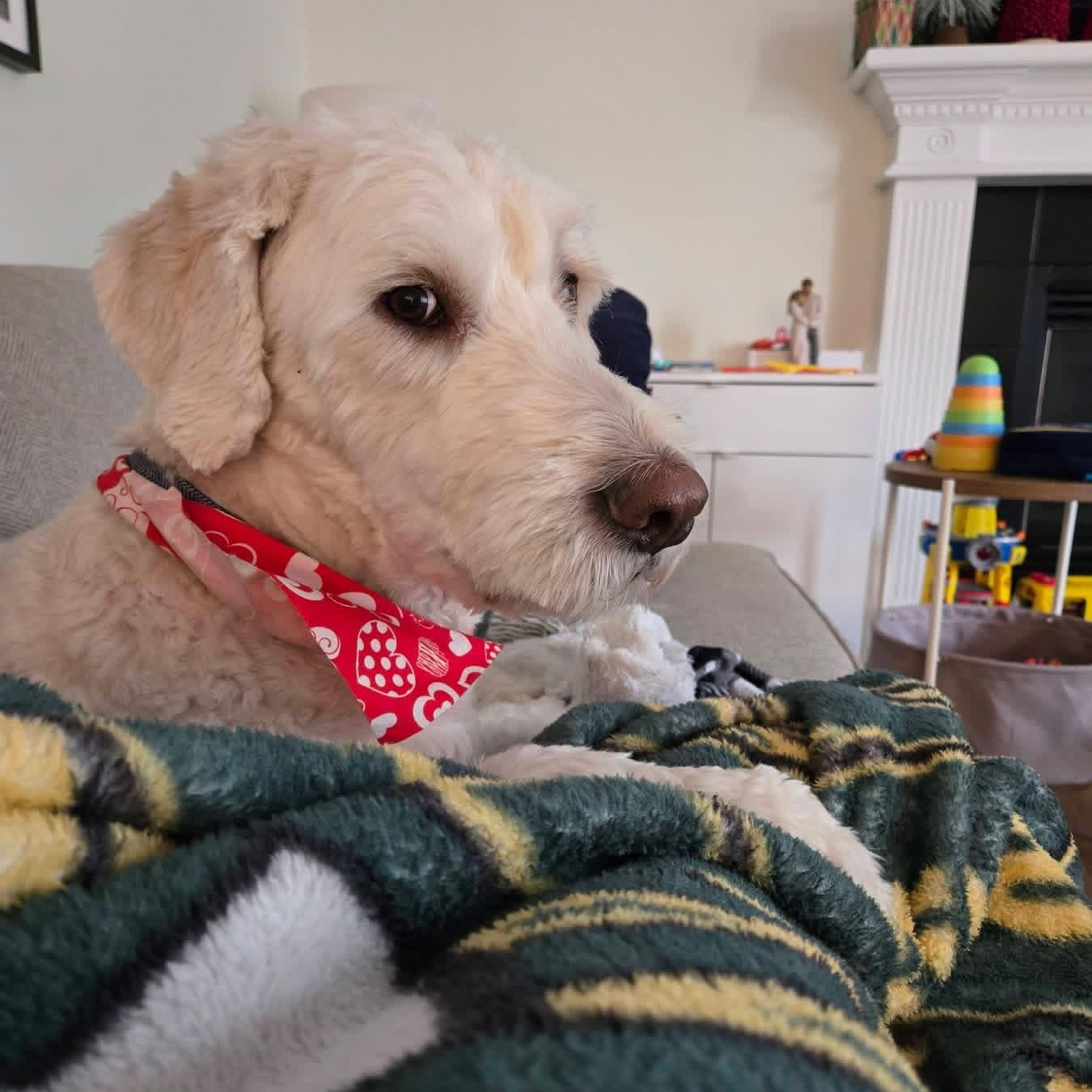 Enlarge Yeti, a ADOPTABLE mixed breed in Urbandale, IA image 3/6