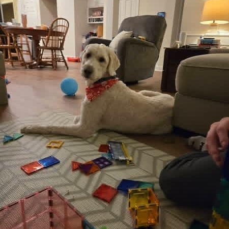 Enlarge Yeti, a ADOPTABLE mixed breed in Urbandale, IA image 5/6