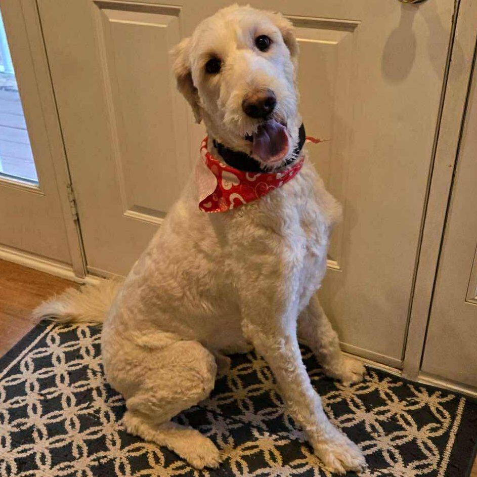 Enlarge Yeti, a ADOPTABLE mixed breed in Urbandale, IA image 2/6