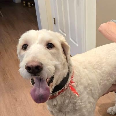 Enlarge Yeti, a ADOPTABLE mixed breed in Urbandale, IA image 1/6