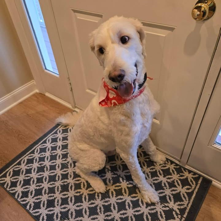 Enlarge Yeti, a ADOPTABLE mixed breed in Urbandale, IA image 6/6