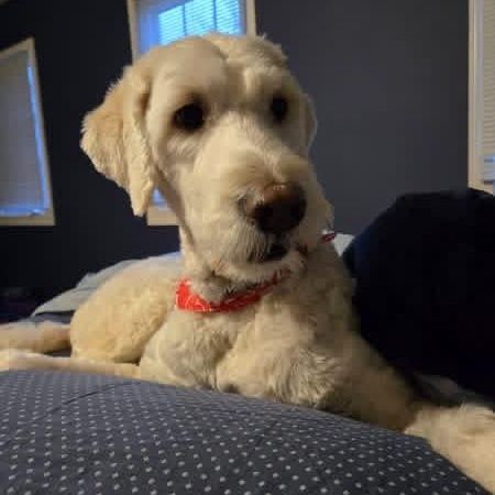 Enlarge Yeti, a ADOPTABLE mixed breed in Urbandale, IA image 4/6