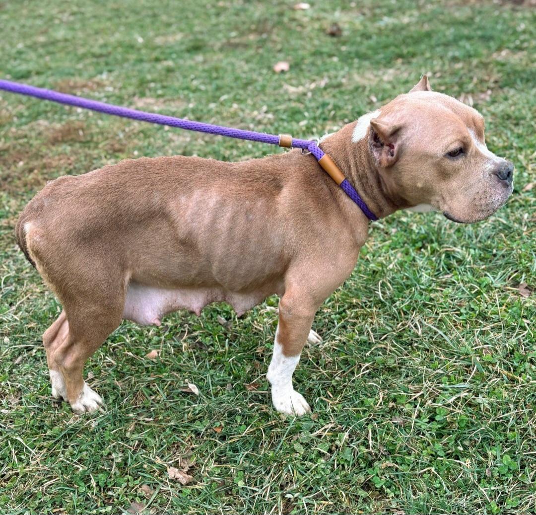 Tallulah, Adoptable, Adult Female American Staffordshire Terrier.