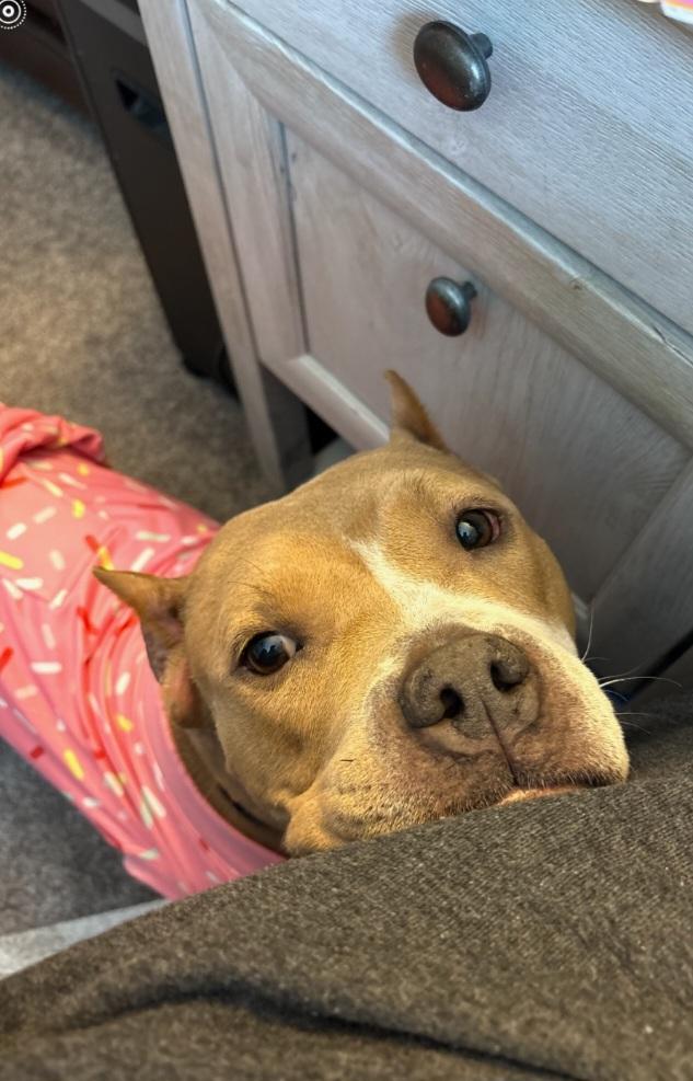 Enlarge Tallulah, a Adoptable American Staffordshire Terrier in merrillville, IN image 3/6