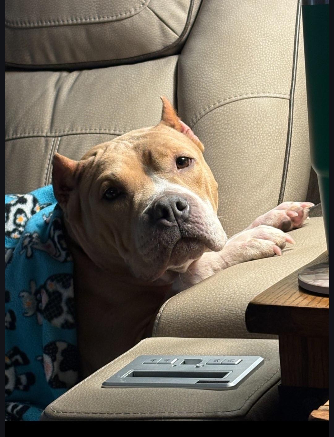 Enlarge Tallulah, a Adoptable American Staffordshire Terrier in merrillville, IN image 4/6