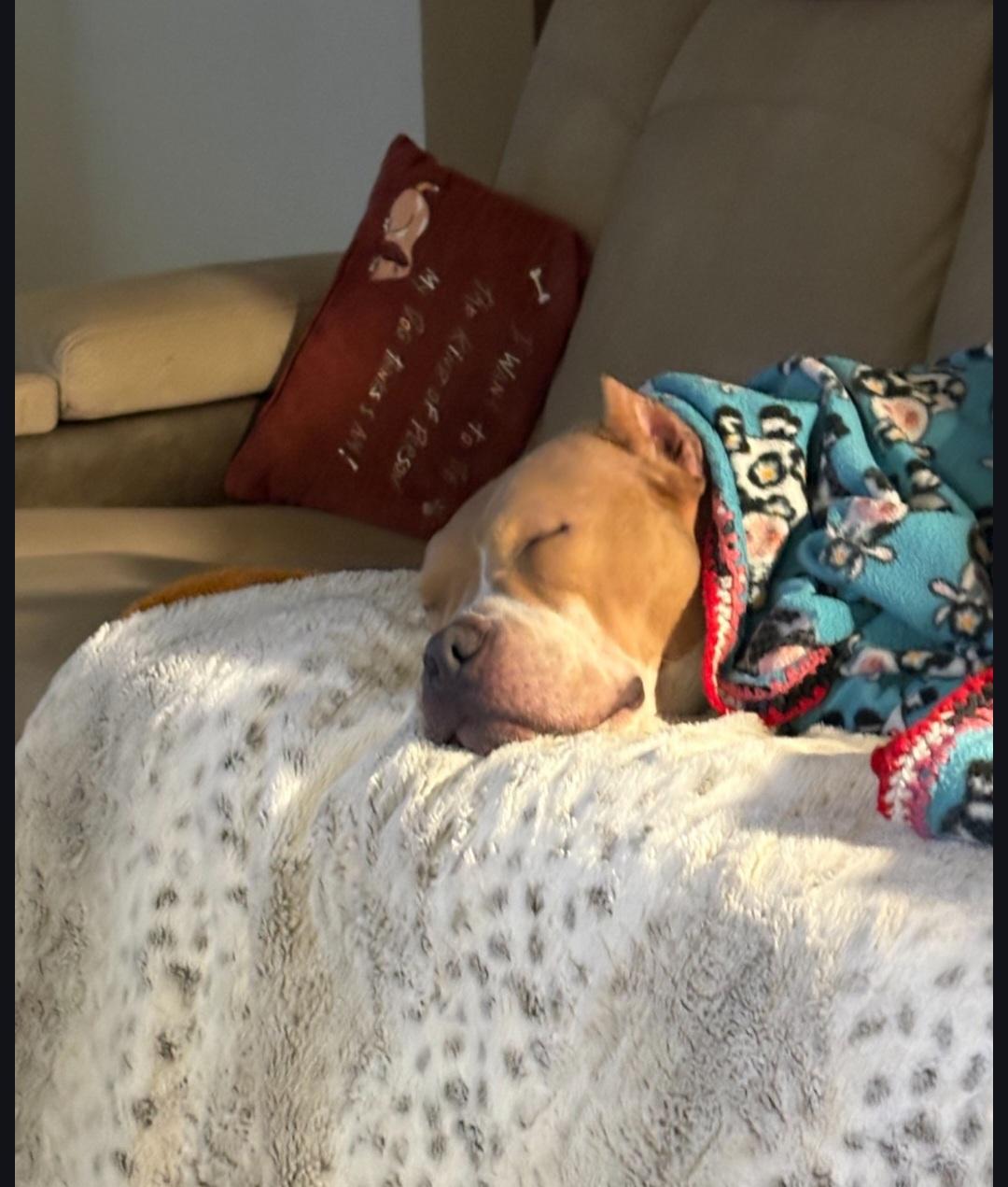 Enlarge Tallulah, a Adoptable American Staffordshire Terrier in merrillville, IN image 5/6