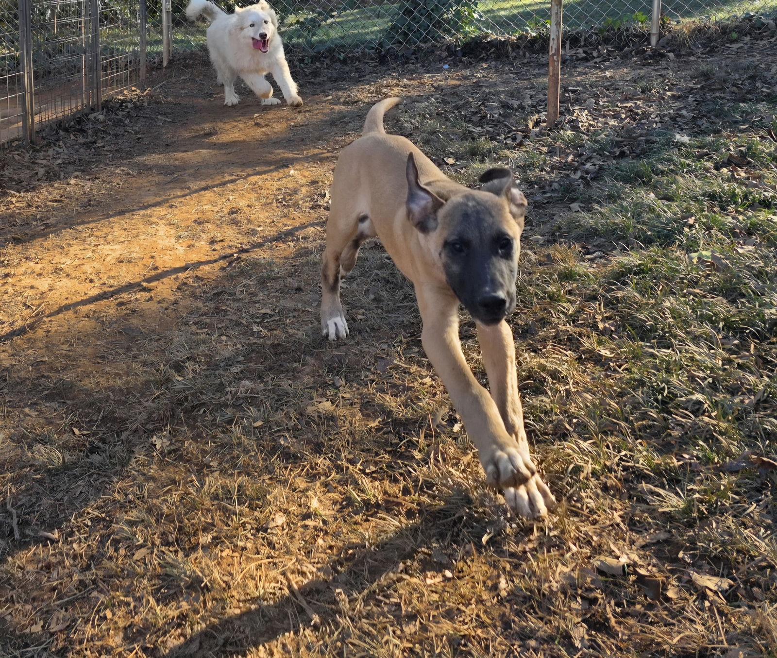Blaine, Adopted, Young Male Great Dane.