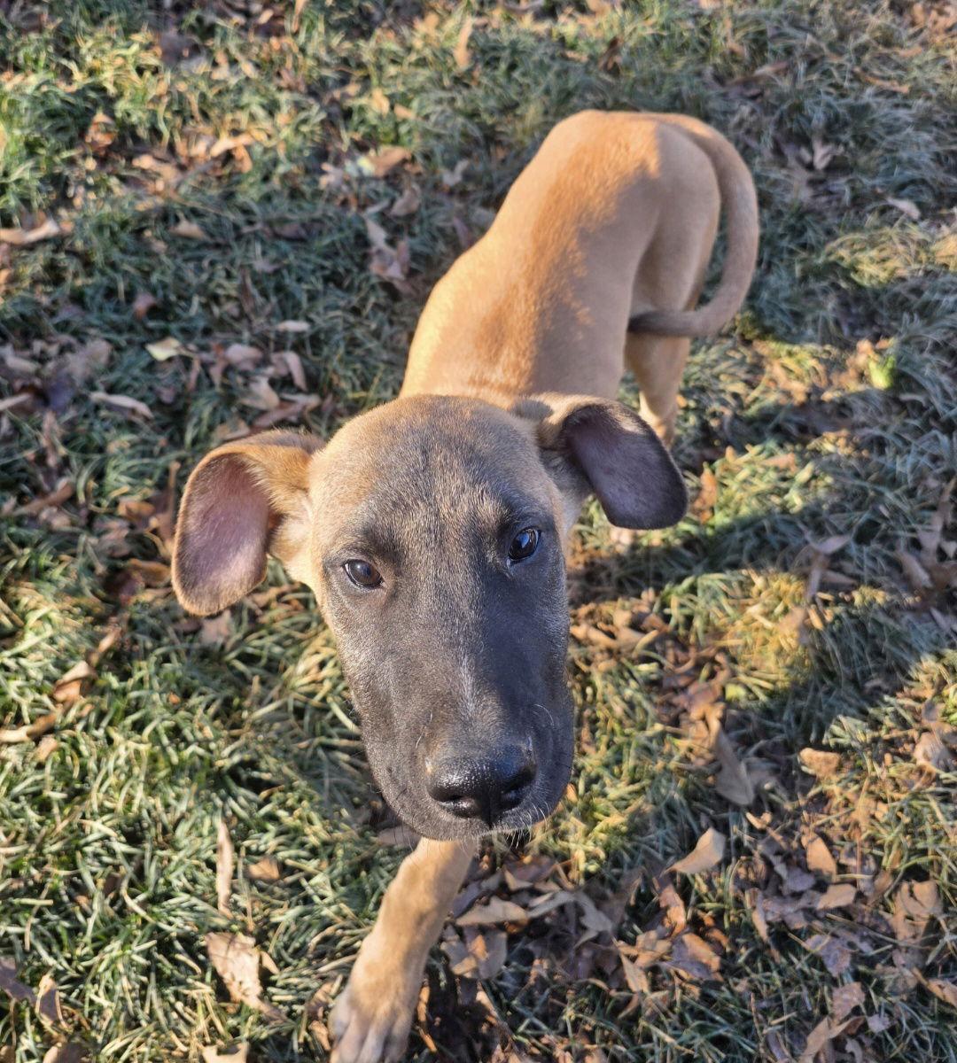 Enlarge Blaine, a Adopted Great Dane in Thomasville, NC image 2/3