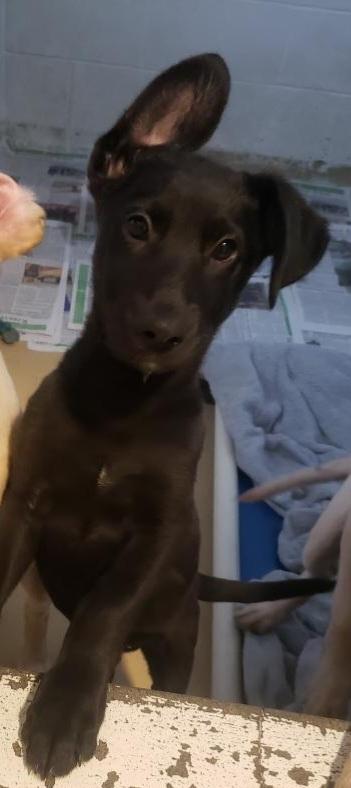 Enlarge brady bunch litter (lab puppies) marcia, a Adoptable mixed breed in Tappahannock, VA image 1/1