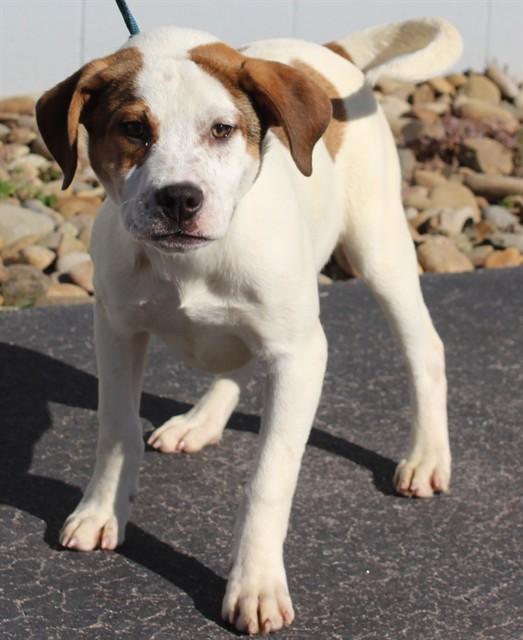 Enlarge GLACIER, a Adoptable mixed breed in Lexington, SC image 1/1
