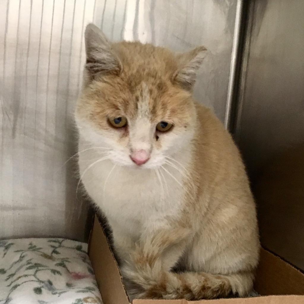 Honey, Adoptable, Young Female Domestic Short Hair.