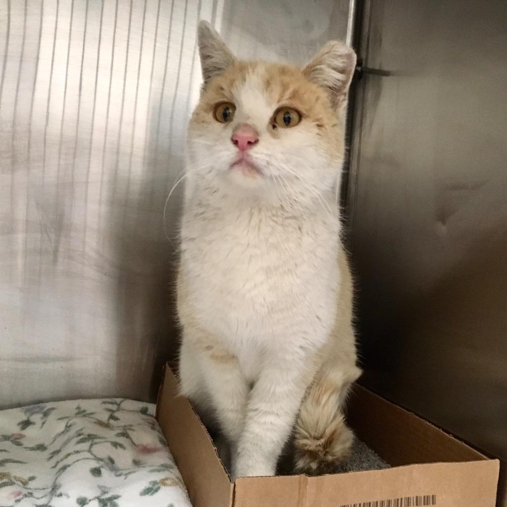 Honey, a Adoptable mixed breed in Heber City, UT image 2/3