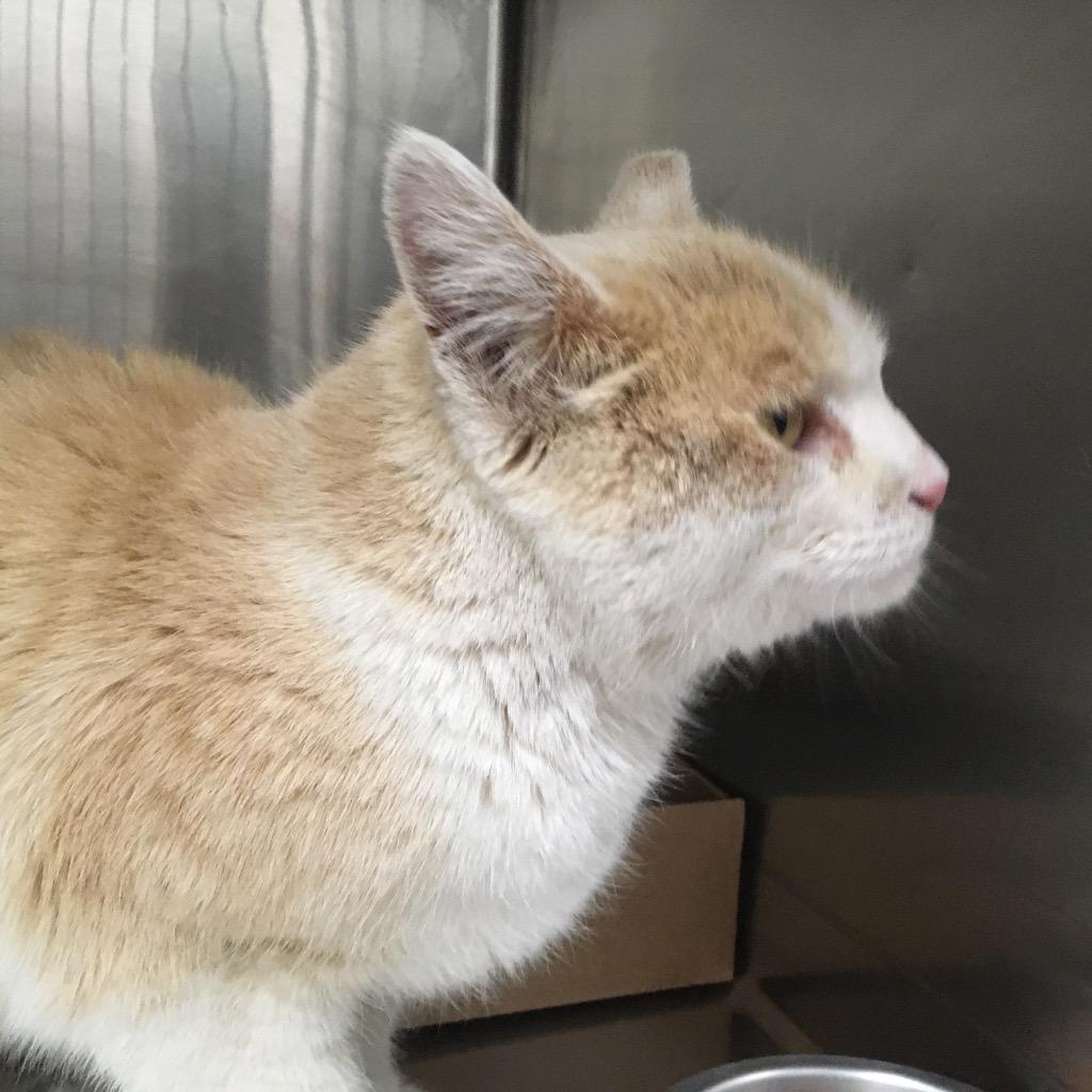 Honey, a Adoptable mixed breed in Heber City, UT image 3/3