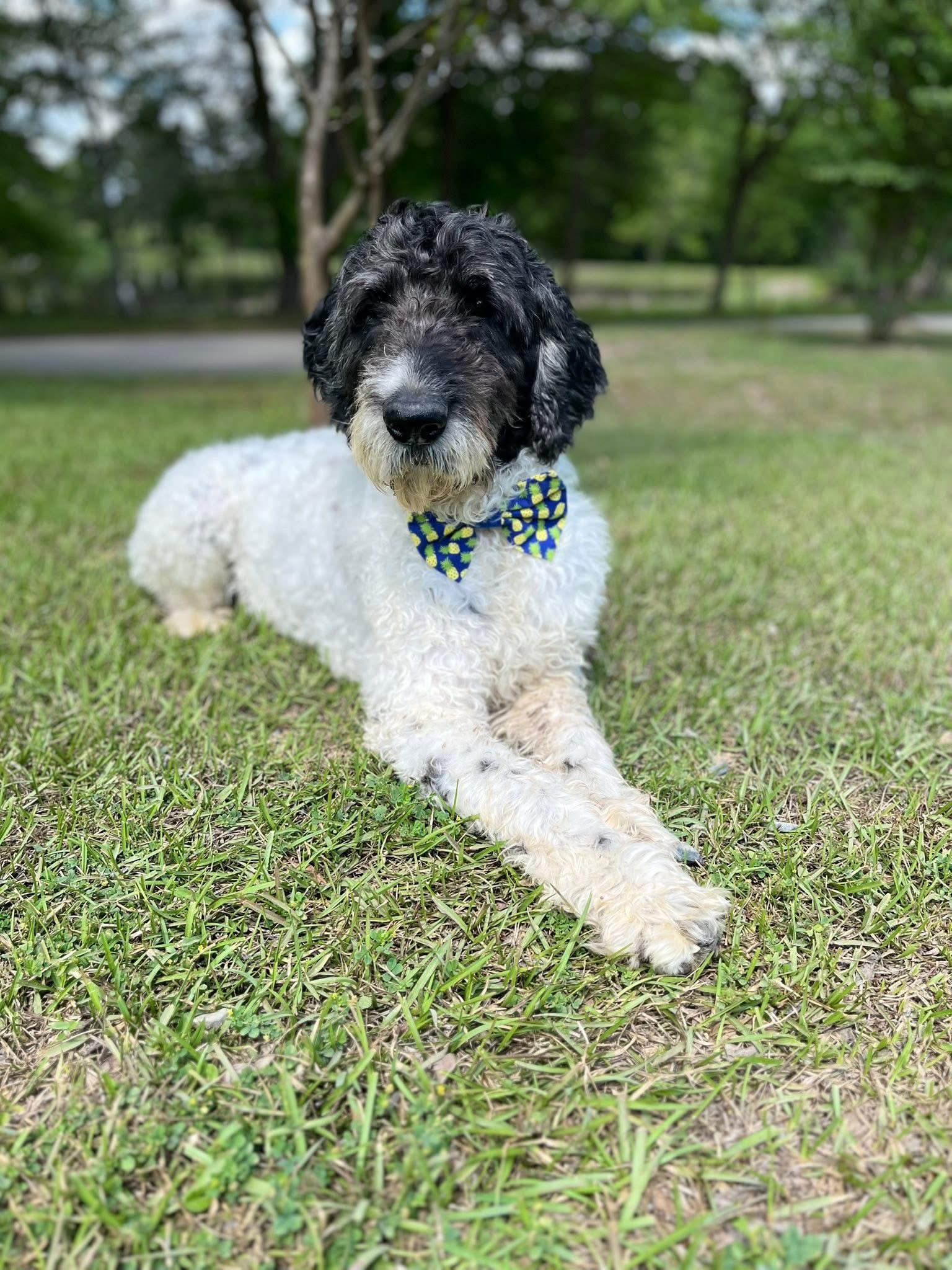 Enlarge Pierre , a ADOPTABLE Standard Poodle in Mendham, NJ image 2/6