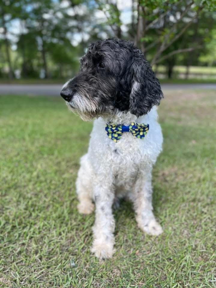 Enlarge Pierre , a ADOPTABLE Standard Poodle in Mendham, NJ image 6/6