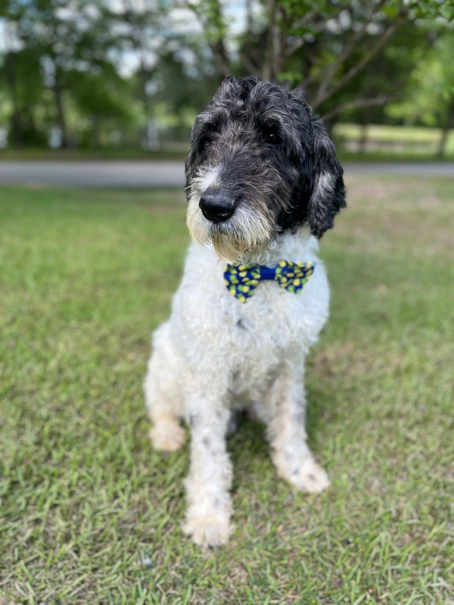 Pierre , ADOPTABLE, Adult Male Standard Poodle.
