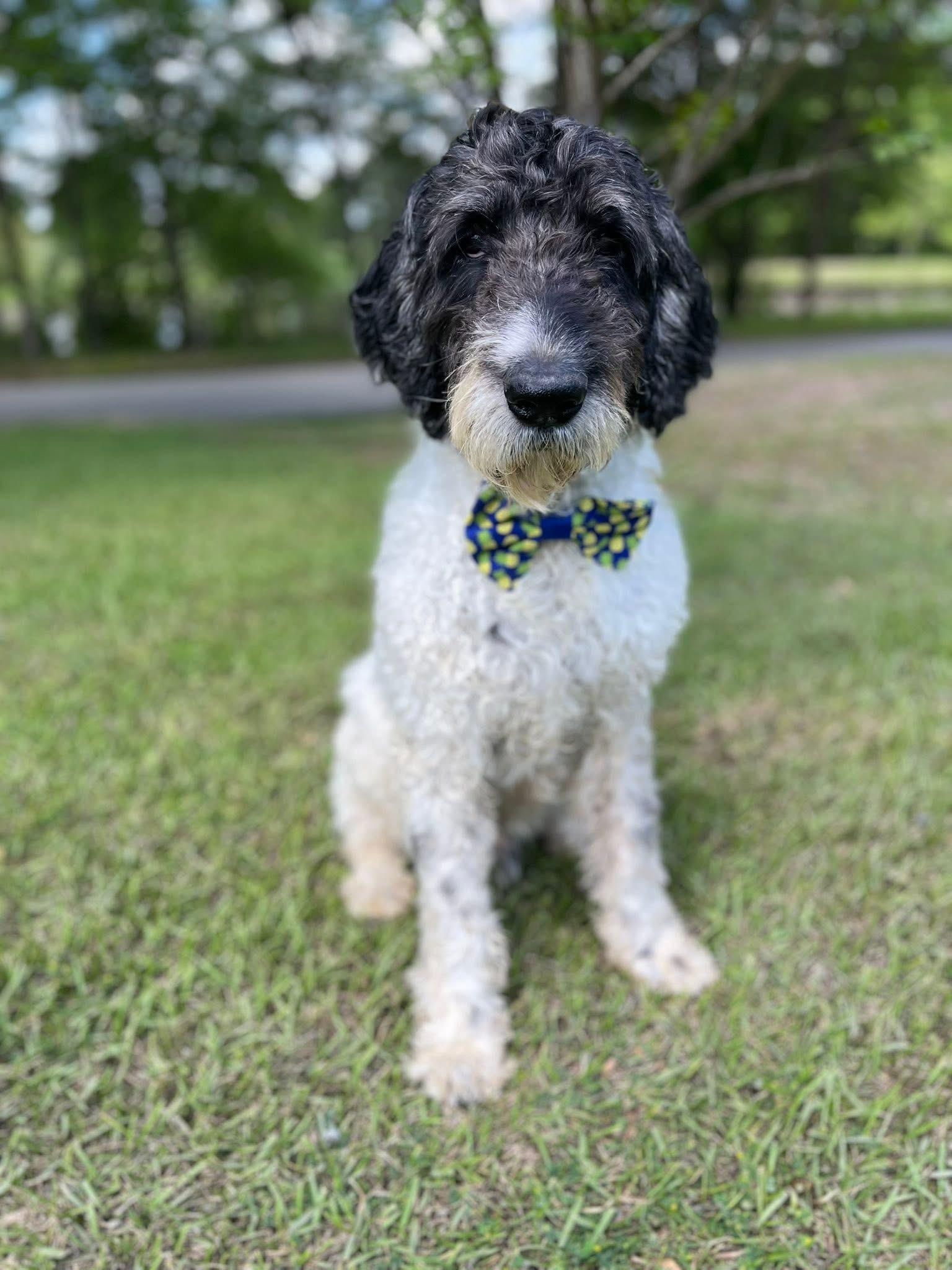 Enlarge Pierre , a ADOPTABLE Standard Poodle in Mendham, NJ image 3/6
