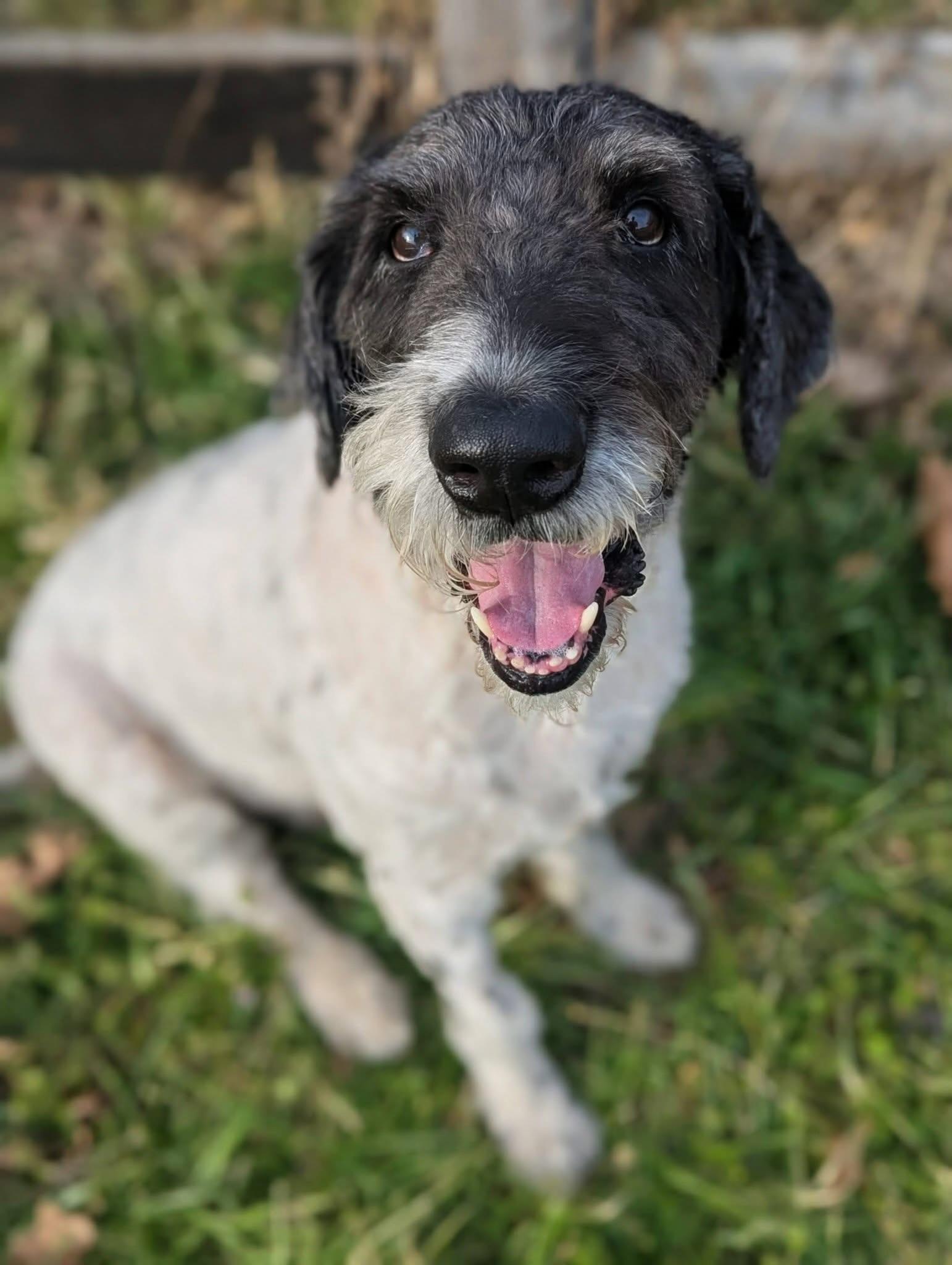 Pierre , a ADOPTABLE Standard Poodle in Mendham, NJ image 2/4
