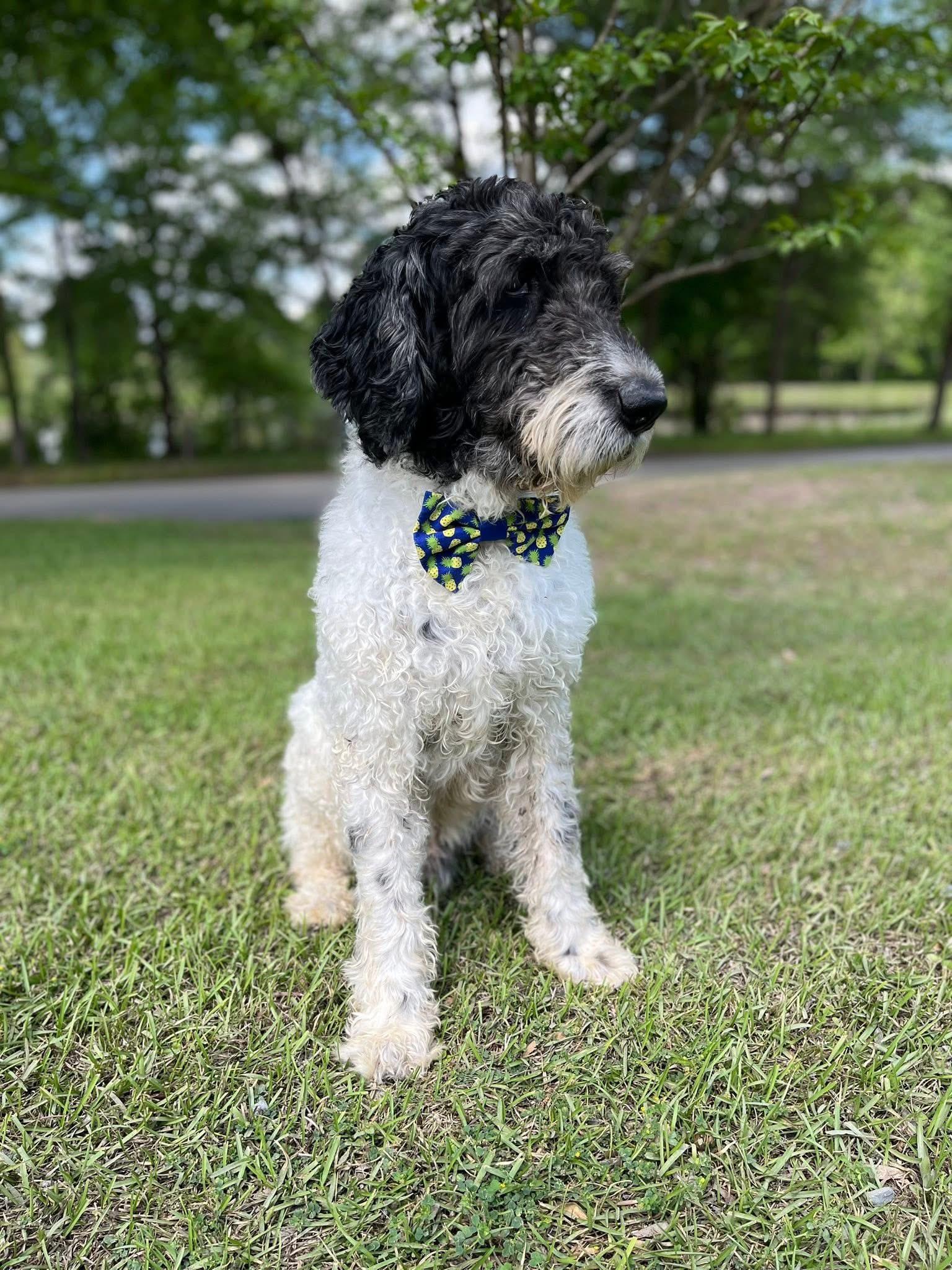 Enlarge Pierre , a ADOPTABLE Standard Poodle in Mendham, NJ image 5/6