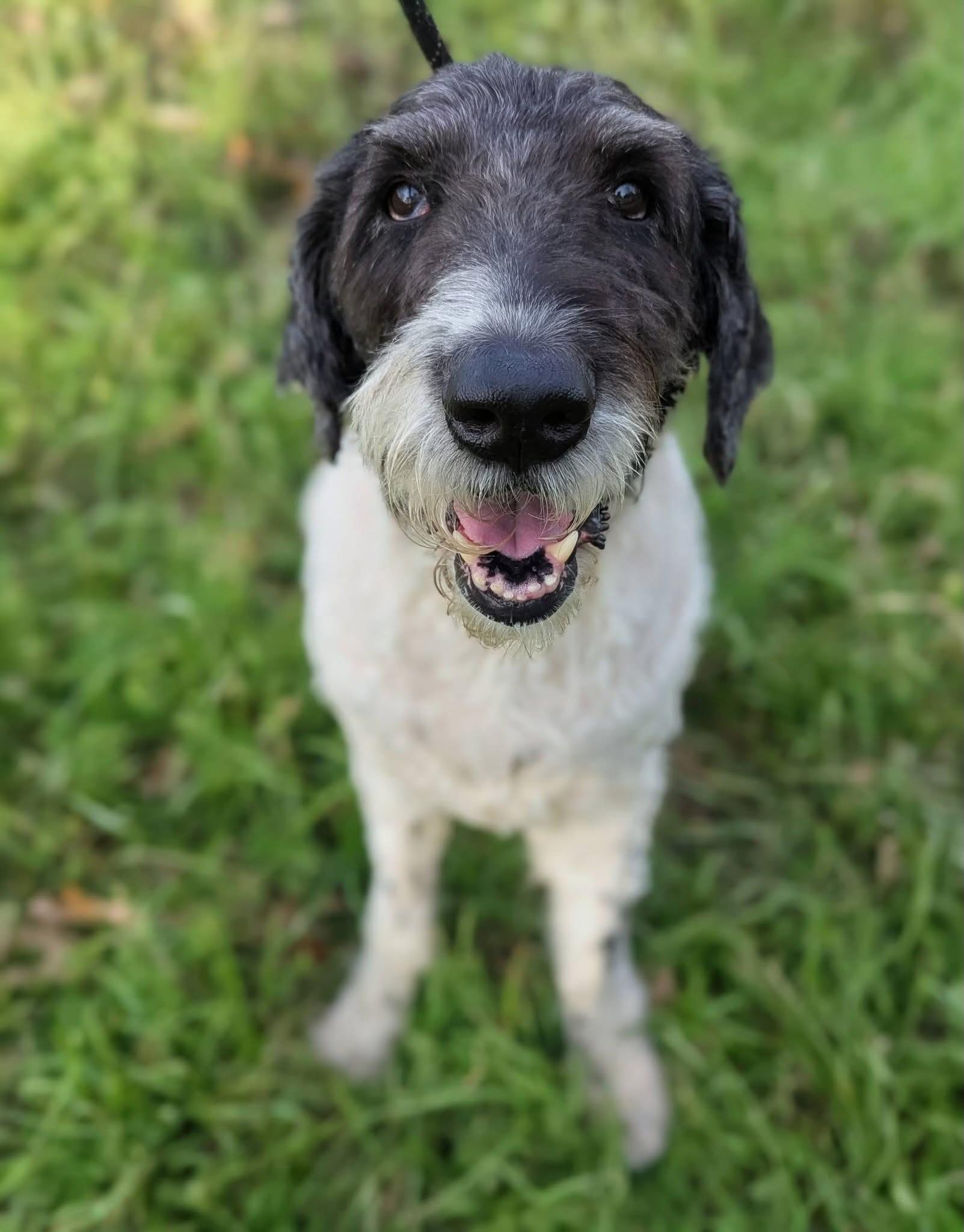 Pierre , ADOPTABLE, Adult Male Standard Poodle.