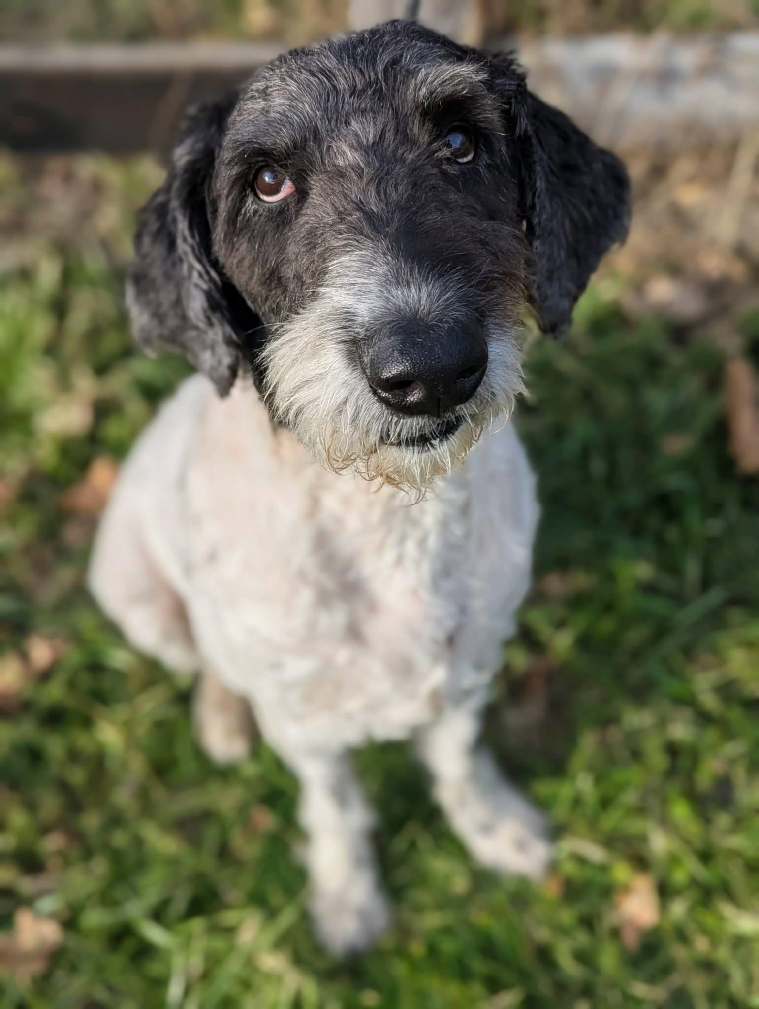 Pierre , a ADOPTABLE Standard Poodle in Mendham, NJ image 3/4