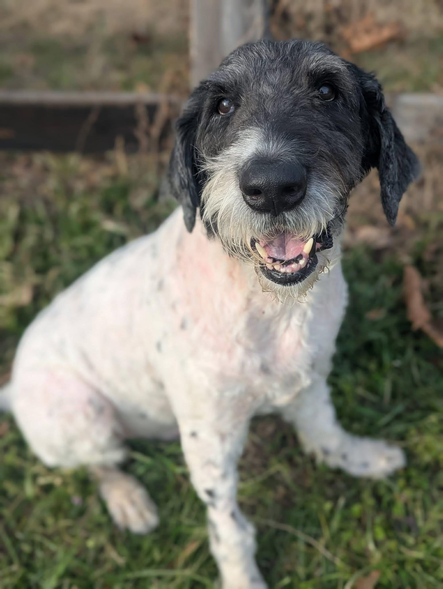 Pierre , a ADOPTABLE Standard Poodle in Mendham, NJ image 4/4