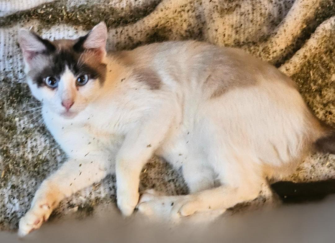 Enlarge Siberniese, a Adoptable Domestic Medium Hair in Belle Vernon, PA image 1/1