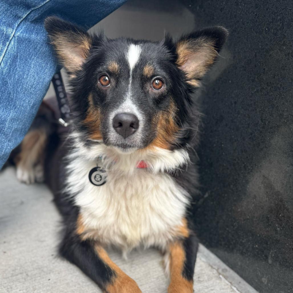 Lassie, Adoptable, Adult Female Collie.