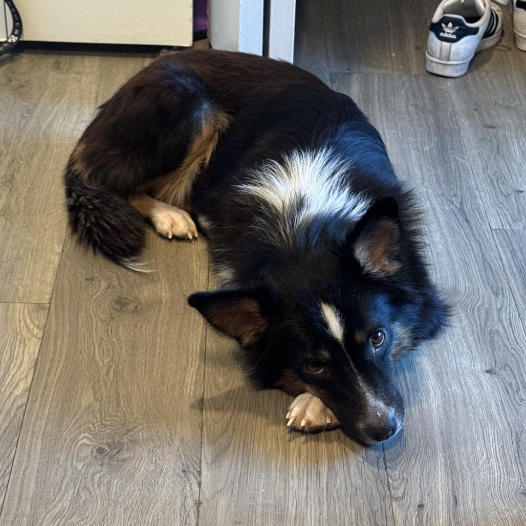 Enlarge Lassie, a Adoptable Collie in Brooklyn, NY image 2/6