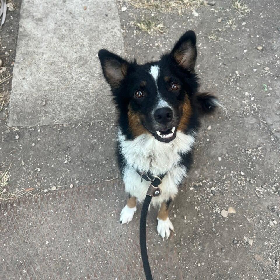 Enlarge Lassie, a Adoptable Collie in Brooklyn, NY image 5/6