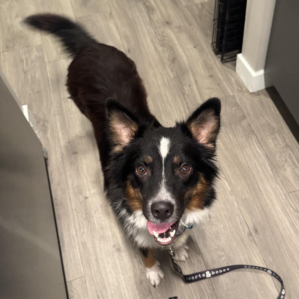 Enlarge Lassie, a Adoptable Collie in Brooklyn, NY image 6/6